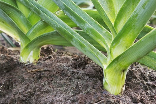 Juicy leek grows on a bed of vegetable garden