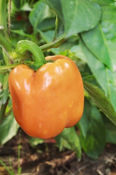 Plant of growing yellow pepper in the garden