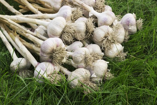 A pile of ripe garlic on the lawn