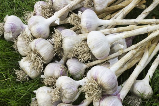 A pile of ripe garlic on the lawn