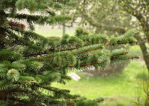 A small evergreen tree in the garden during the spring rain