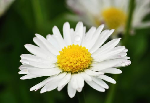 Small beautiful daisy flower with blurry green background