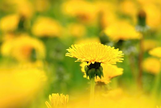 The field of beautiful small flowering yellow dandelions