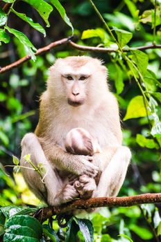 Baby monkey in the embrace of the mother.