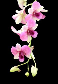 beautiful purple orchid flower on black background