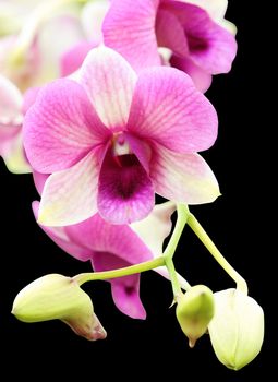 close-up of beautiful purple orchid flower on black background