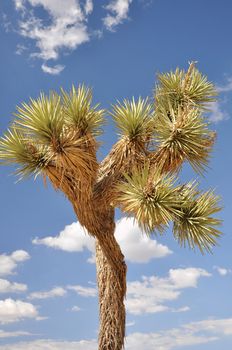 A Joshua Tree is framed against a bright blue cloud-filled sky in southern California.