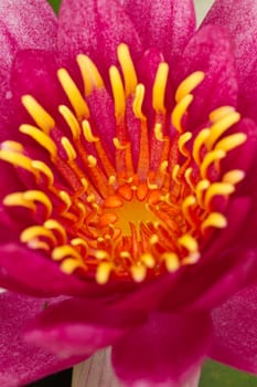Beautiful blooming lotus patterns and bright colors