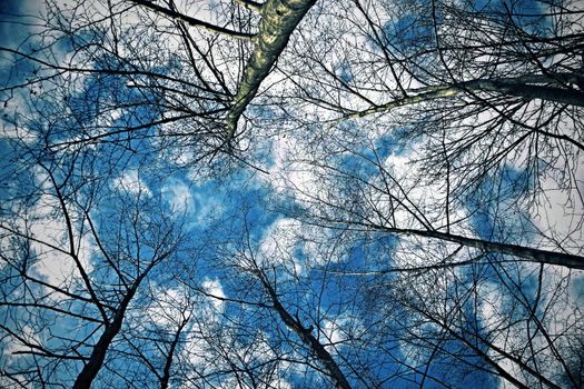 look up among the trees on blue sky