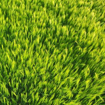 Fresh green spring wheat field