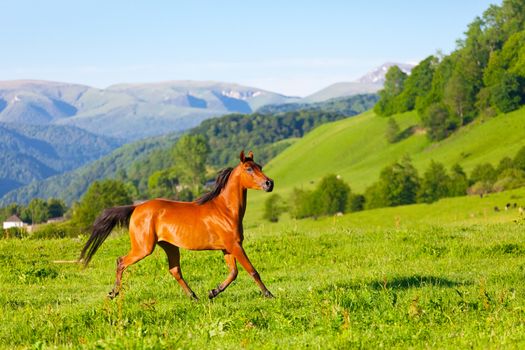 Arab racer runs on a green summer meadow