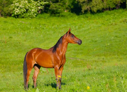 Arab racer runs on a green summer meadow