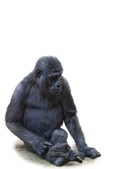 Young gorilla, it is isolated, a white background