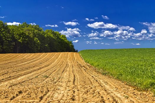 Agricultural landscape - young corn field, hay field and forest under blue sky