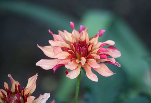 Garden dahlia