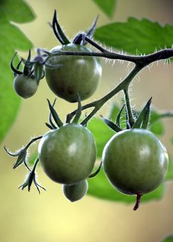 Green tomatoes and recent flowers waiting to ripen