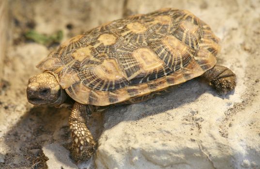 Pancake tortoise (Malacochersus tornieri)