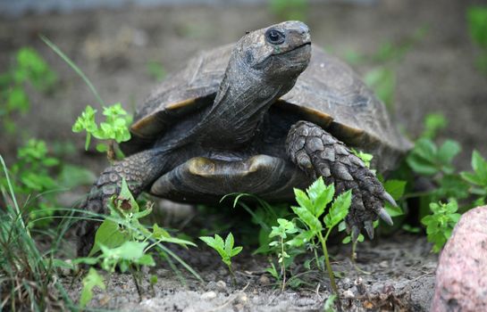 Asian forest tortoise, also Asian mountain tortoise or Asian brown tortoise - Manouria emys emys