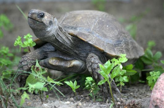 Asian forest tortoise, also Asian mountain tortoise or Asian brown tortoise - Manouria emys emys