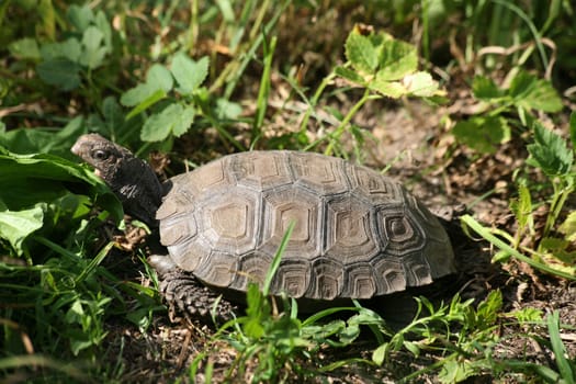 Juvenile Asian forest tortoise, also Asian mountain tortoise or Asian brown tortoise - Manouria emys emys