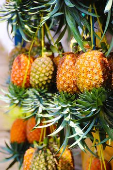 Ripe fresh honey pineapples on sale at a road-side fruit stall in Bandung on the island of Java. The local pineapples are considered the best in Indonesia