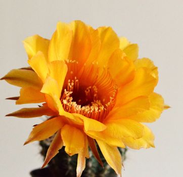 Yellow flower from an Echinopsis hybrid Cactus. This variety is called Golden petticoat.