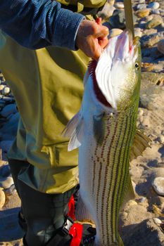 A Cape Cod fisherman holding a large stipped sea-bass on the beach of Chatham