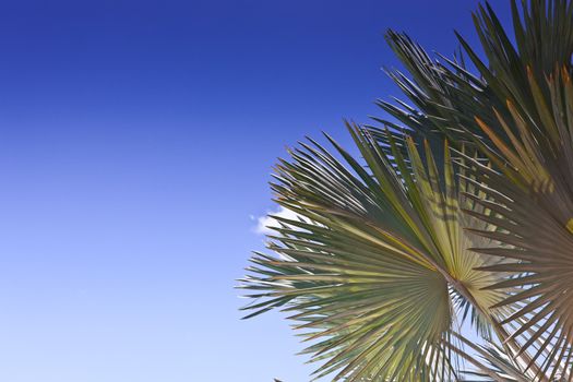 Fronds of a fan palm against a clear blue tropical sky with copyspace, conceptual of summer vacations and travel