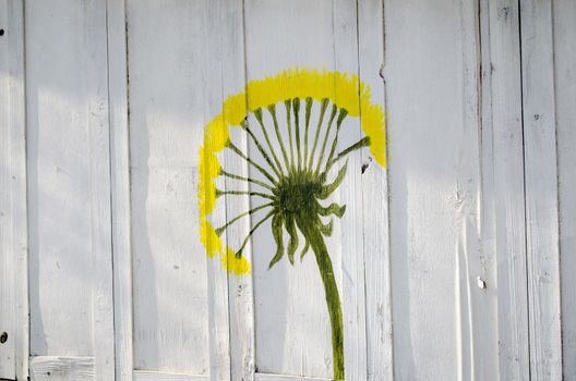 on the white-painted walls painted yellow dandelion clock flower spring