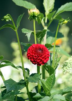 Red dahlia "Aurora's Kiss" with buds