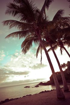 Palm trees on a deserted sandy tropical beach overlooking a calm ocean at dusk with the sun sinking low on the horizon