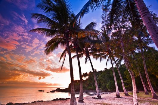 Colourful sunset on a tropical beach with a grove of palm trees and golden sand