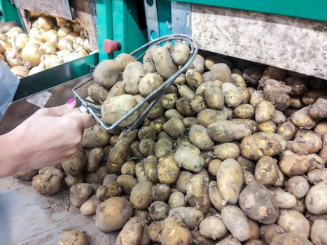 Person picking raw potatoes at marketplace with a metal shovel