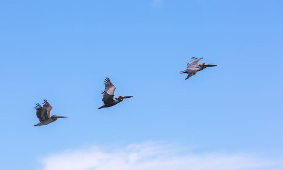 These three Brown Pelicans are flying in formation at Marathon Key.