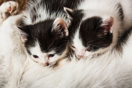 Motley kittens playing with the cat