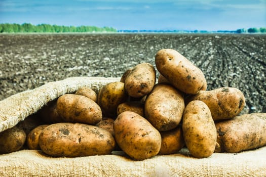 Raw potatoes amid the countryside and fields