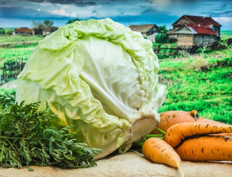 fresh cabbage and carrots amid the countryside and fields