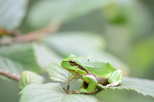 Macro of a green european tree frog, hyla arborea, sitting on leaves.