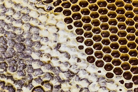 close-up texture of a honeycomb with honey