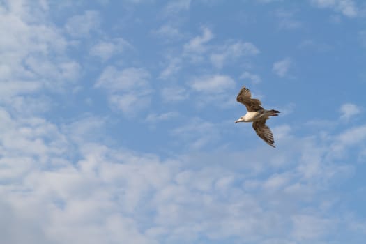 albatross flying on the background a blue sky with clouds