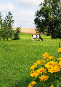 Cow grazing on a green field 