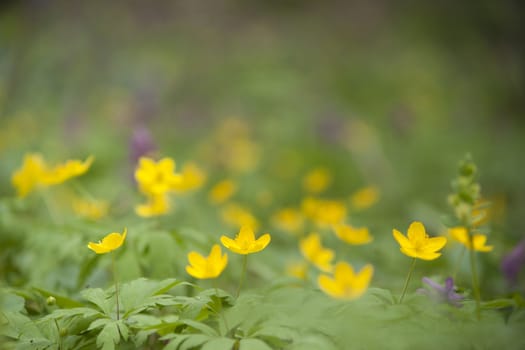 yellow spring flowers macro close up