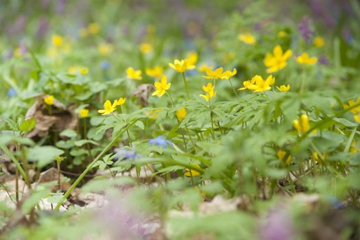 yellow spring flowers macro close up