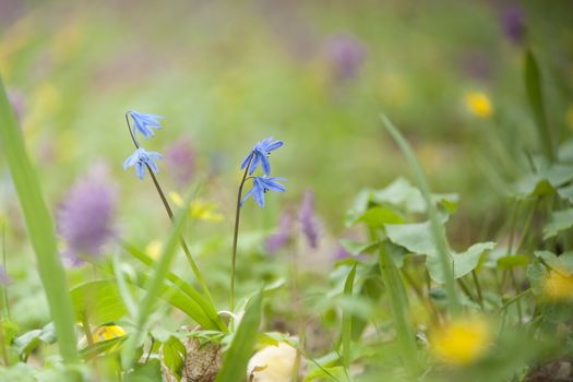 Snowdrops flowers in the forest. High resolution