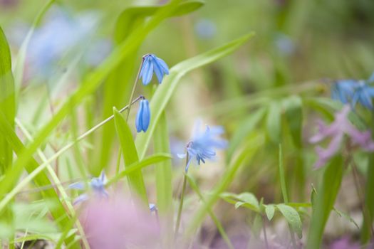 Snowdrops flowers in the forest. High resolution