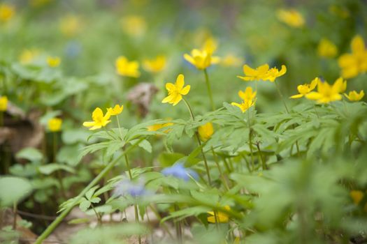 yellow spring flowers macro close up