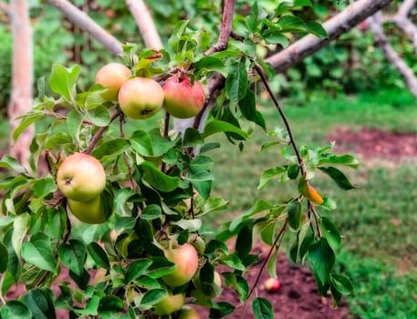 Red apples on apple tree branch