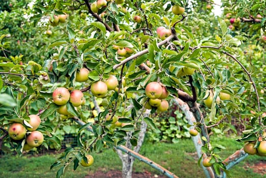 Red apples on apple tree branch