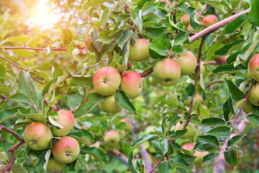 Red apples on apple tree branch