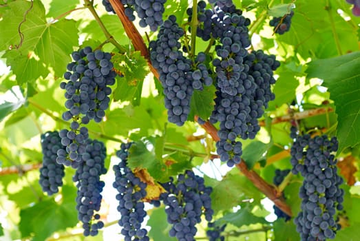 ripening grape clusters on the vine